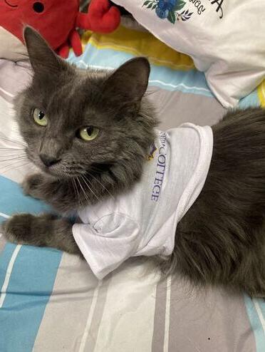 穿着mg冰球突破豪华版下载衬衫的猫